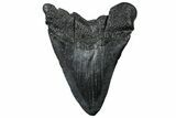 Fossil Megalodon Tooth - South Carolina #299439-2